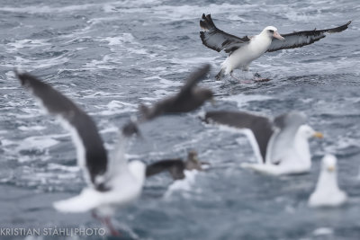Laysan Albatross Phoebastria immutabilis Onekotan-Simuchir Kuril Islands 20160603-3.jpg