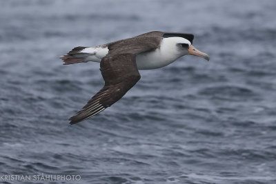 Laysan Albatross Phoebastria immutabilis Onekotan-Simuchir Kuril Islands 20160603-4-4.jpg