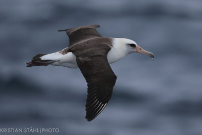 Laysan Albatross Phoebastria immutabilis Simushir - Yankicha  Kuril Islands. 20160604.jpg