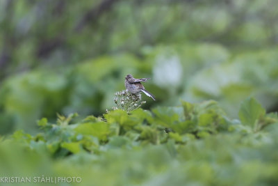 Long-tailed Rosefinch Uragus sibiricus Urup Kuril Islands 20160605.jpg