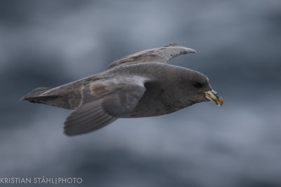 Northern Fulmar Fulmarus glacialis rodgersii Simushir - Yankicha  Kuril Islands. 20160604.jpg