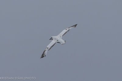 Northern Fulmar Fulmarus glacialis rodgersii very light ad Onekotan-Simuchir Kuril Islands 20160603.2.jpg