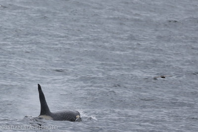 Orca Orcinus orca Atlasova - Onekotan Kuril Islands 20160602.1.jpg