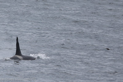 Orca Orcinus orca Atlasova - Onekotan Kuril Islands 20160602.2.jpg