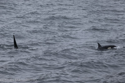 Orca Orcinus orca Atlasova - Onekotan Kuril Islands 20160602.jpg