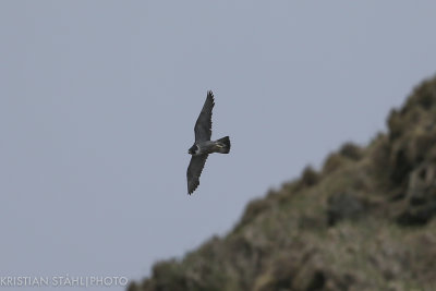 Peregrine falcon Falco peregrinus peale Yankicha  Kuril Islands. 20160604-2.jpg