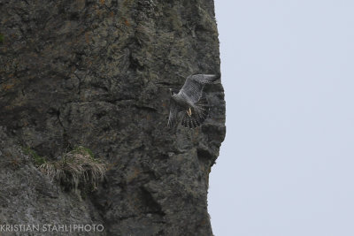 Peregrine falcon Falco peregrinus peale Yankicha  Kuril Islands. 20160604.jpg