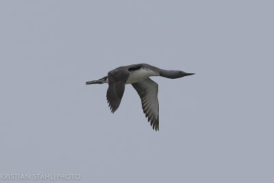 Red-throated Loon Gavia stellata Zhapanova River Kamchatka 20160531.3.jpg