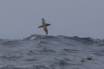 Short-tailed Albatross Phoebastria albatrus imm Onekotan-Simuchir Kuril Islands 20160603-12.jpg