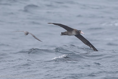 Short-tailed Albatross Phoebastria albatrus imm Onekotan-Simuchir Kuril Islands 20160603-14.jpg