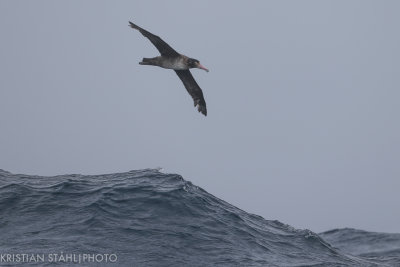 Short-tailed Albatross Phoebastria albatrus imm Onekotan-Simuchir Kuril Islands 20160603-19.jpg