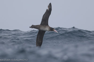 Short-tailed Albatross Phoebastria albatrus imm Onekotan-Simuchir Kuril Islands 20160603-20.jpg
