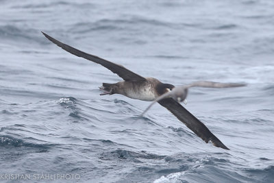 Short-tailed Albatross Phoebastria albatrus imm Onekotan-Simuchir Kuril Islands 20160603-22.jpg