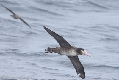 Short-tailed Albatross Phoebastria albatrus imm Onekotan-Simuchir Kuril Islands 20160603-23.jpg