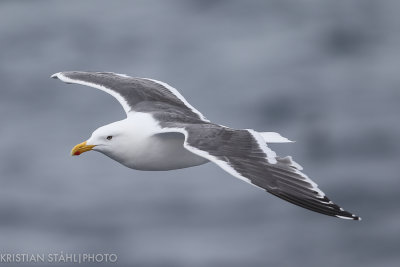 Slaty-backed Gull Larus schistisagus ad summer Chirpoy - Urup Kuril Islands 20160605.jpg