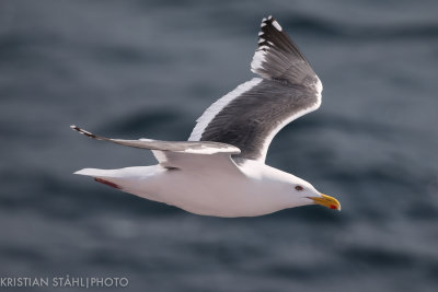 Slaty-backed Gull Larus schistisagus ad summer Iturup Kuril Islands 20160605.jpg