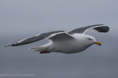 Slaty-backed Gull Larus schistisagus ad Simushir Kuril Islands 20160604.jpg