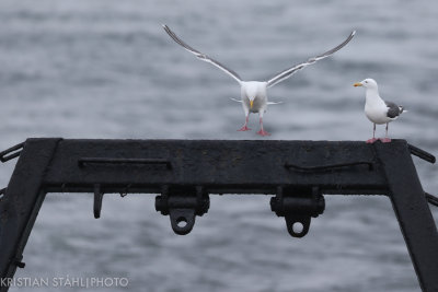 Slaty-backed Gull Larus schistisagus Atlasova - Onekotan Kuril Islands 20160602.jpg