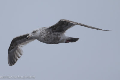 Slaty-backed Gull Larus schistisagus second summer Simushir Kuril Islands 20160604.jpg