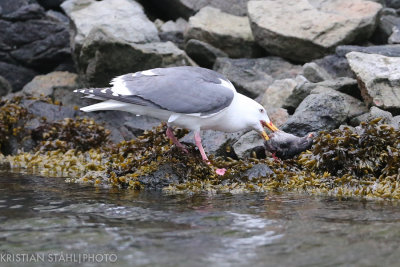 Slaty-backed Gull Larus schistisagusYankicha  Kuril Islands. 20160604.jpg