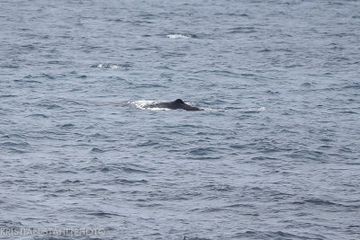Sperm Whale Physter macrocephalus MednyCommander Islands - Zhapanova Kamchatka 20160530.jpg