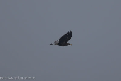 Stellers Sea-eagle Haliaeetus pelagicus imm Chirpoy Kuril Islands-2-4.jpg
