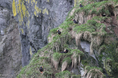 Tufted Puffin Fratercula cirrhata MednyCommander Islands 20160530.jpg