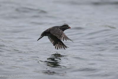 Whiskered Auklet Aethia pygmaea Yankicha  Kuril Islands. 20160604-2.jpg