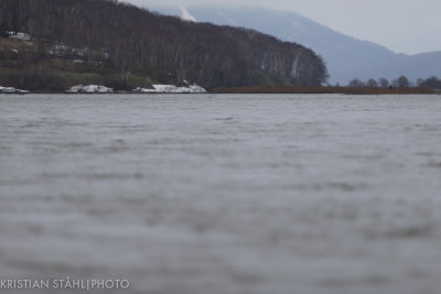 Zhapanova River Kamchatka 20160531.jpg
