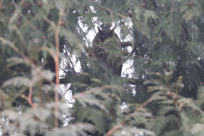 Long-eared Owl Asio otus Alnarpsparken 20160121.jpg