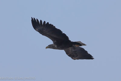 White-tailed Eagle Haliaeetus albicilla imm Lddesns 20170212.jpg