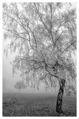 DSC_8318_BW_FR_ copy.jpg