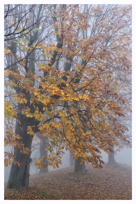 DSC_8410_FR_ copy.jpg