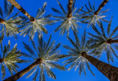 OpTopic: palm_trees