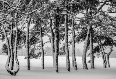 Open: trees_in_winter