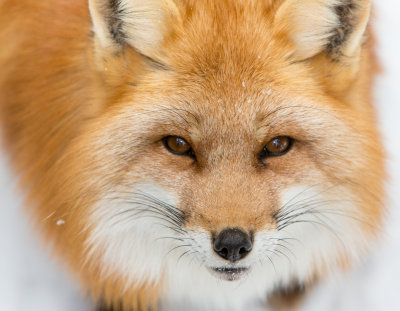 OnTopic: red_Fox
