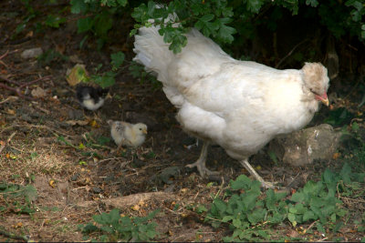 11th July 2013  mother and chicks