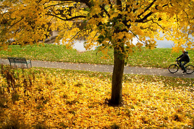 26th October 2013  leaves