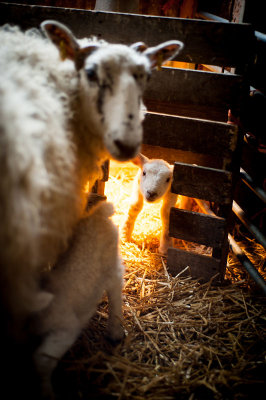 17th April 2014 <br> Lambs