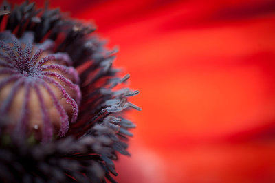 9th June 2014  last of the poppies