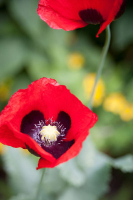 9th July 2014 <br> surprise poppies