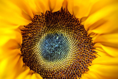 20th August 2014  sunflower