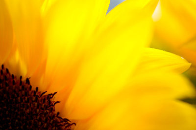 23rd August 2014 <br> sunflower