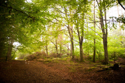 13th September 2014  in the woods