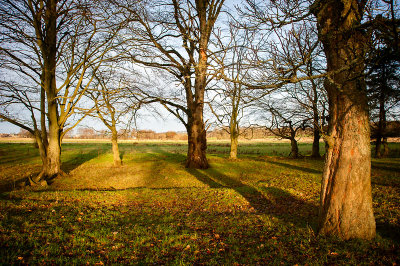 13th December 2014  woods by the river