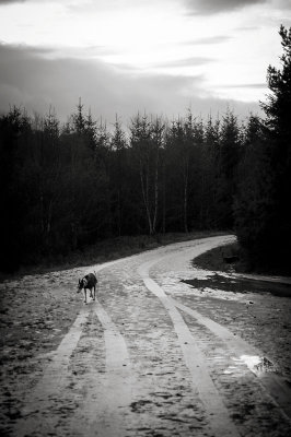 25th January 2015 <br> icy road through the forest