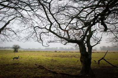 14th February 2015  more mist