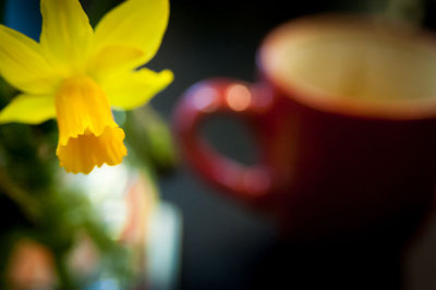 3rd April 2015 mini daffodil