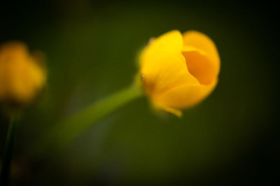 9th June 2015 <br> buttercup