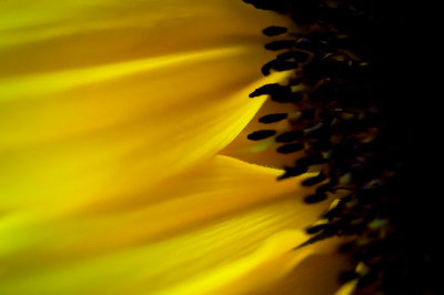 19th July 2015  sunflower